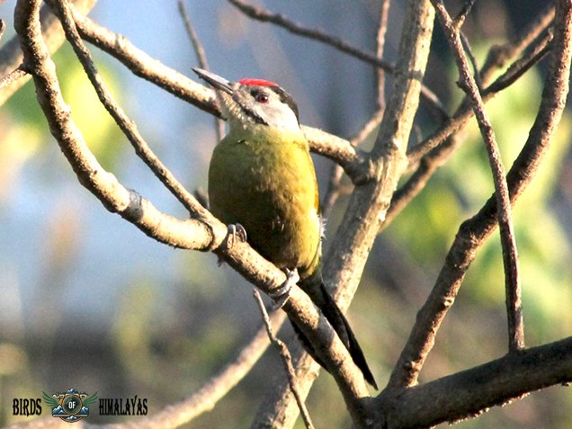 Grey-headed woodpecker