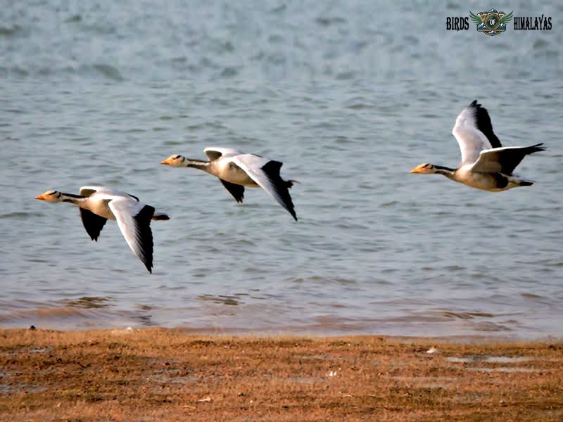 Bar-headed Geese in low flight over Pong reservoir