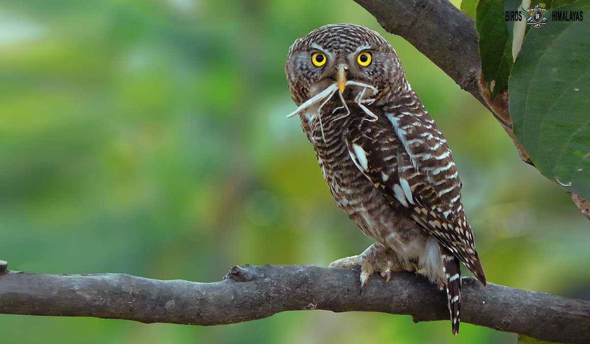 Asian barred owlet