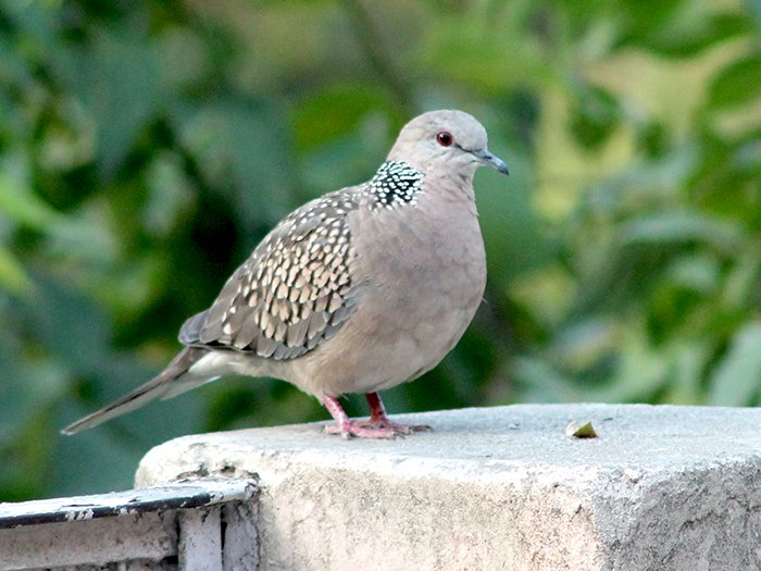 Spotted dove
