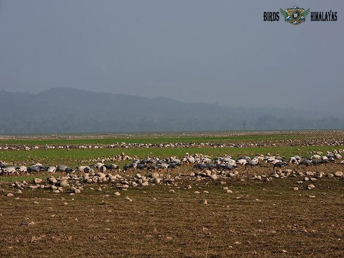 Wintering flock gathering on the Pong Dam marshlands