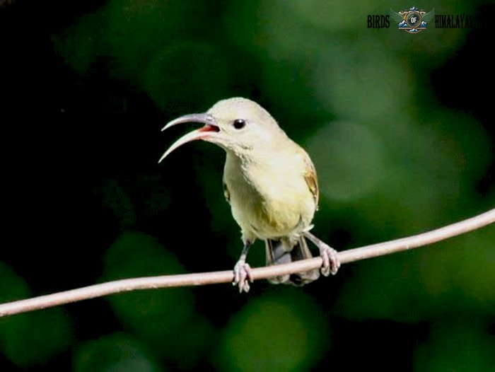 Crimson Sunbird (female)