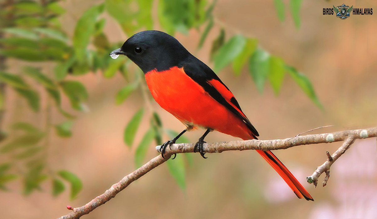 Long-tailed minivet