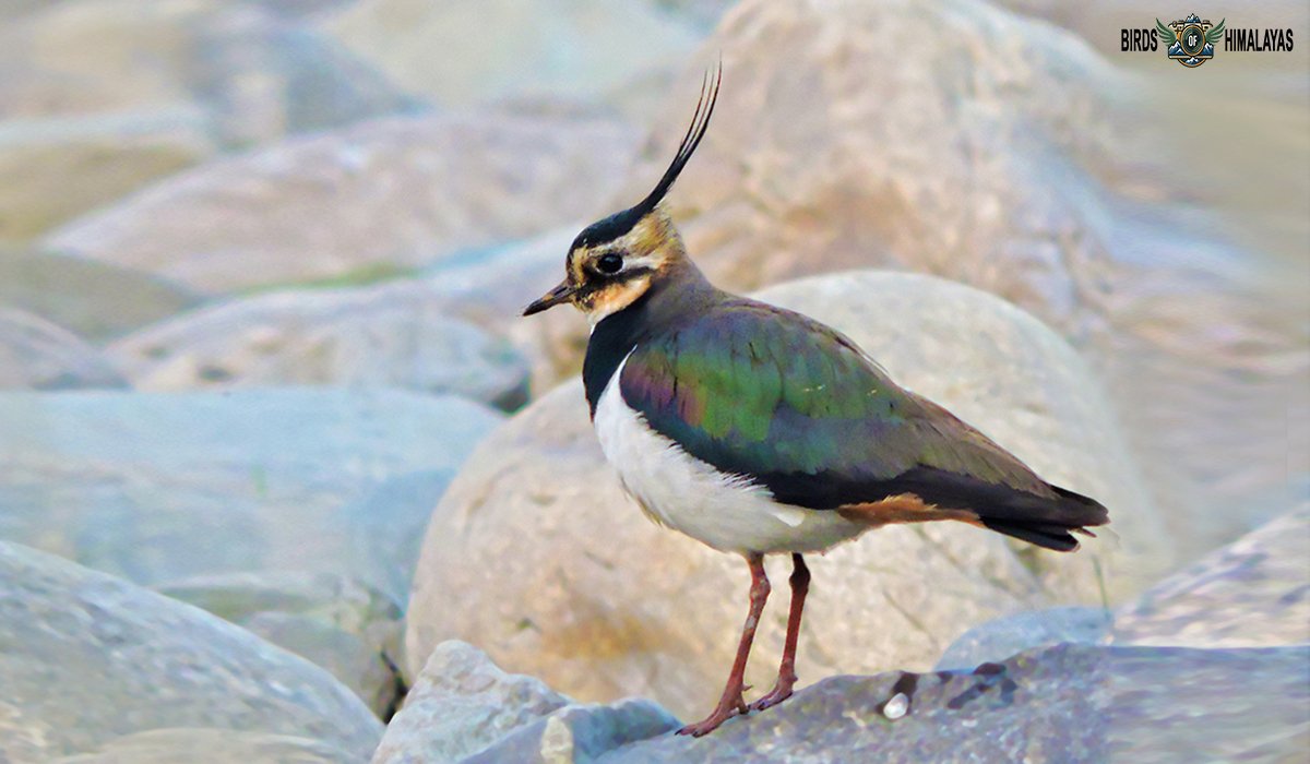 Northern lapwing