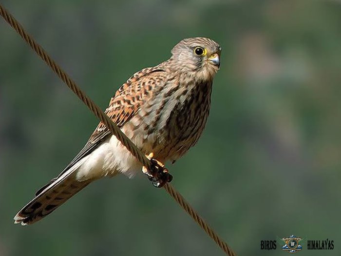 High altitude bird Kinnaur