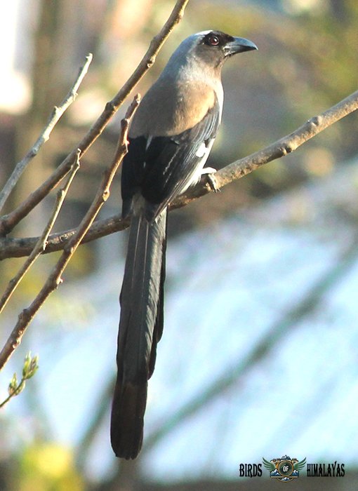 Grey treepie