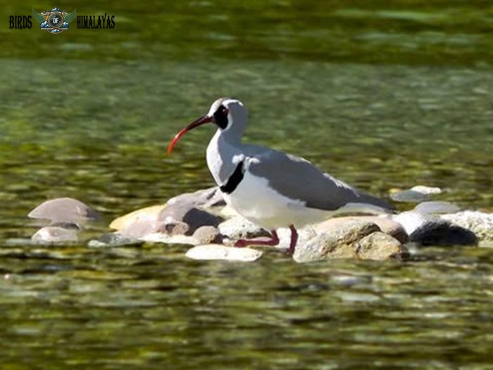 Ibisbill observed in Kinnaur