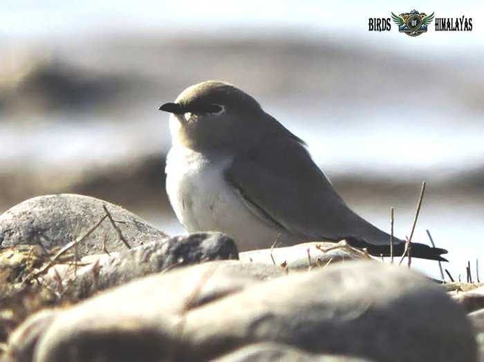 Small Pratincole resting on stony shoreline