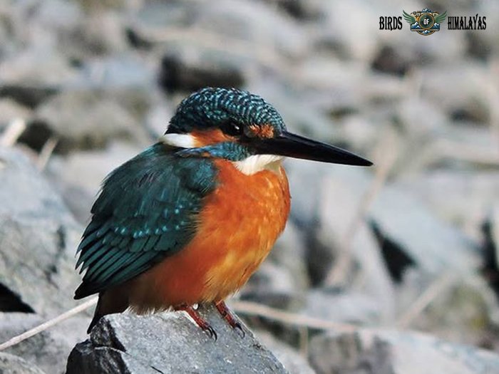 Common Kingfisher perched on stony bank