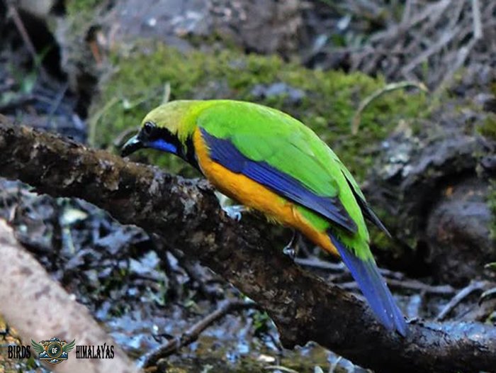 Orange-bellied leafbird perched on branch