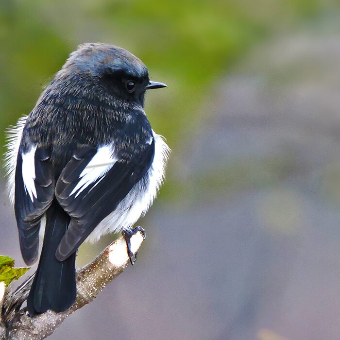 1-Blue-capped-redstart