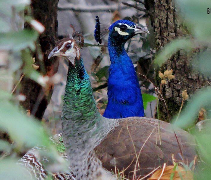 10-Indian-peafowl
