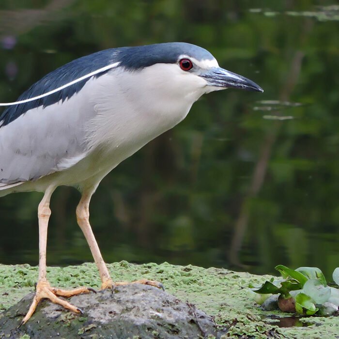 11-Night-crowned-egret
