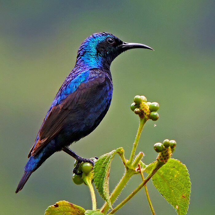 12-Purple-sunbird