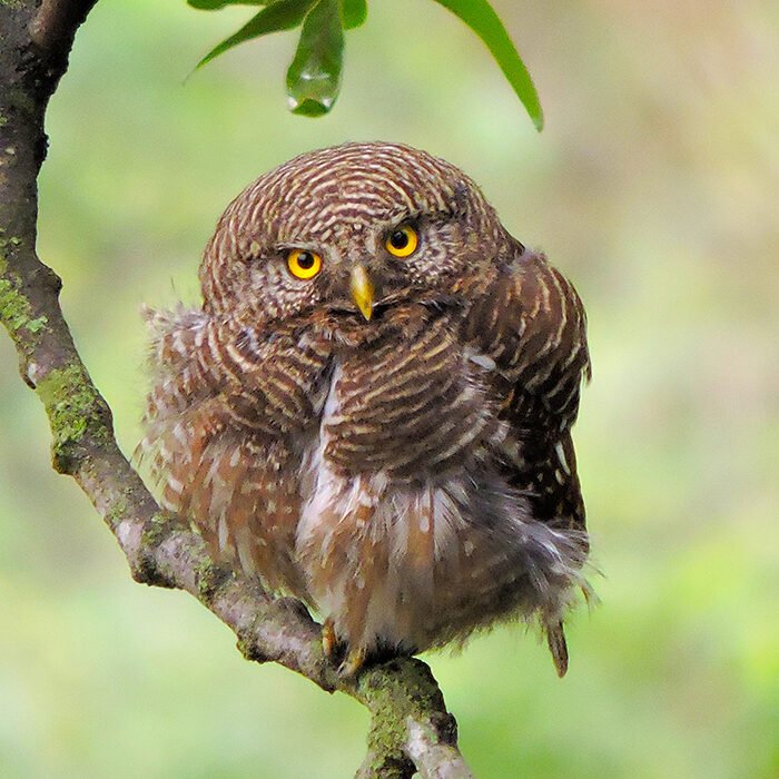 13-Asian-barred-owlet