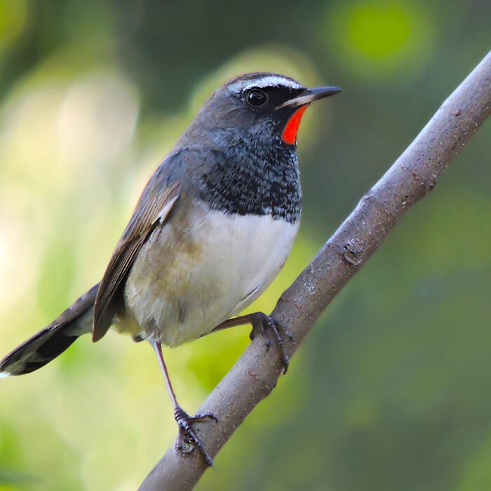14-Himalayan-rubythroat