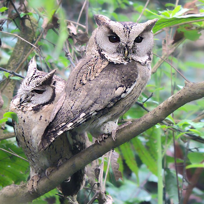 15-Indian-scops-owl