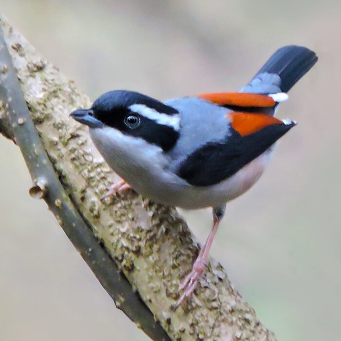 16-Himalayan-shrike-babbler