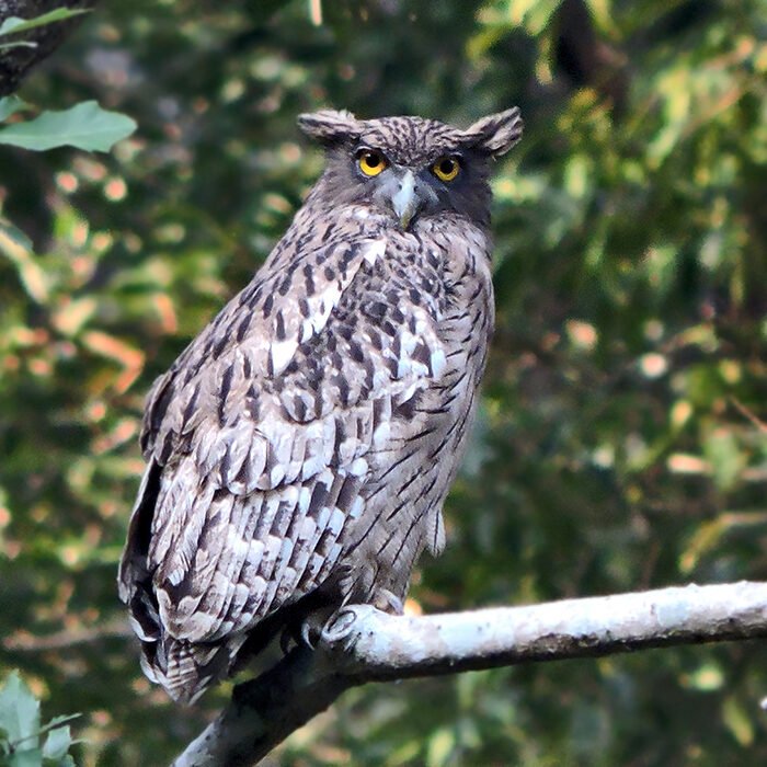 17-Brown-fish-owl