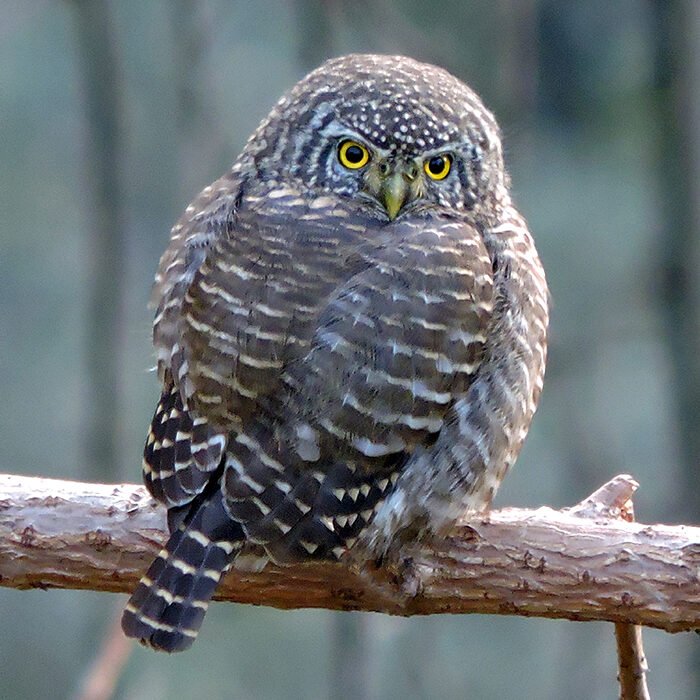 18-Collered-owlet