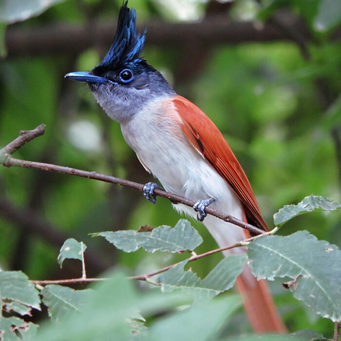 19-Indian-paradise-flycatcher