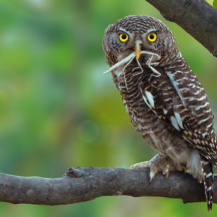 2-Asian-barred-owlet