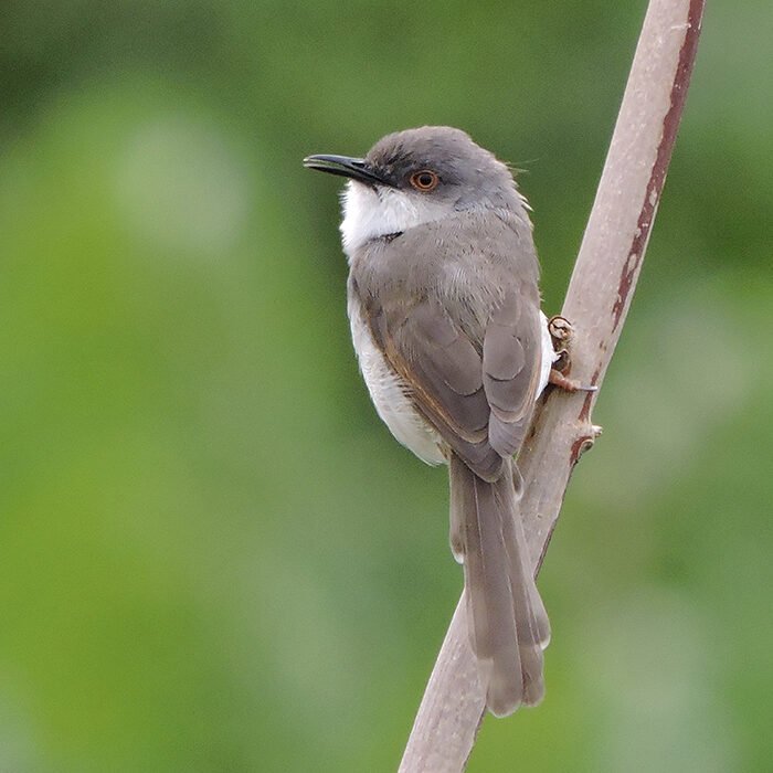 20-Gray-breasted-prinia