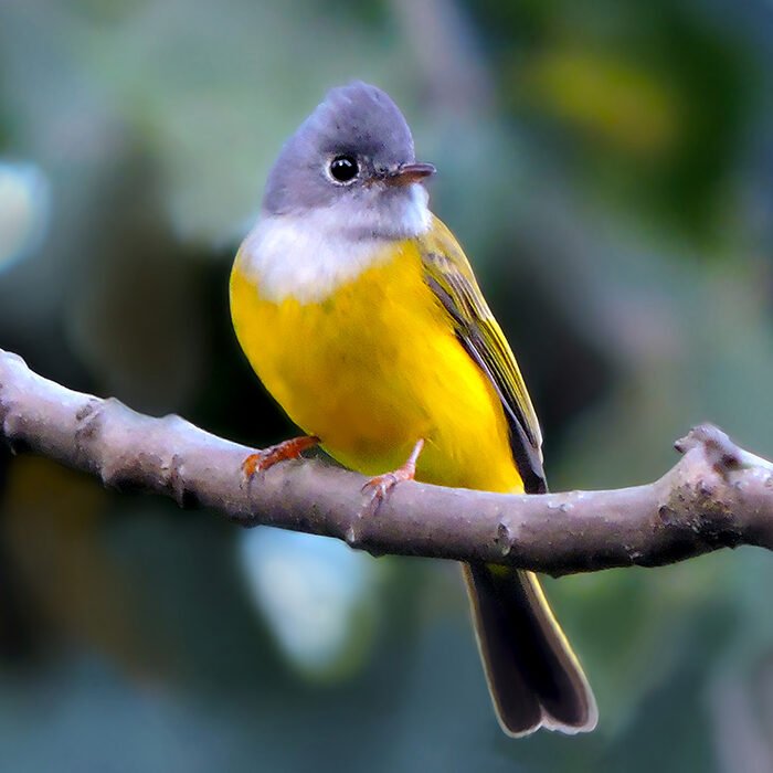 3-Canary-flycatcher