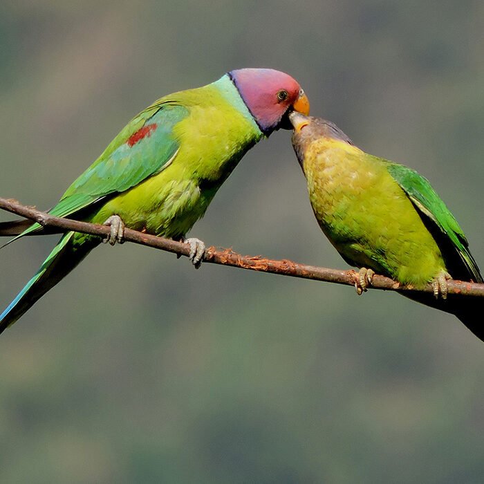 4-Plum-headed-parakeet
