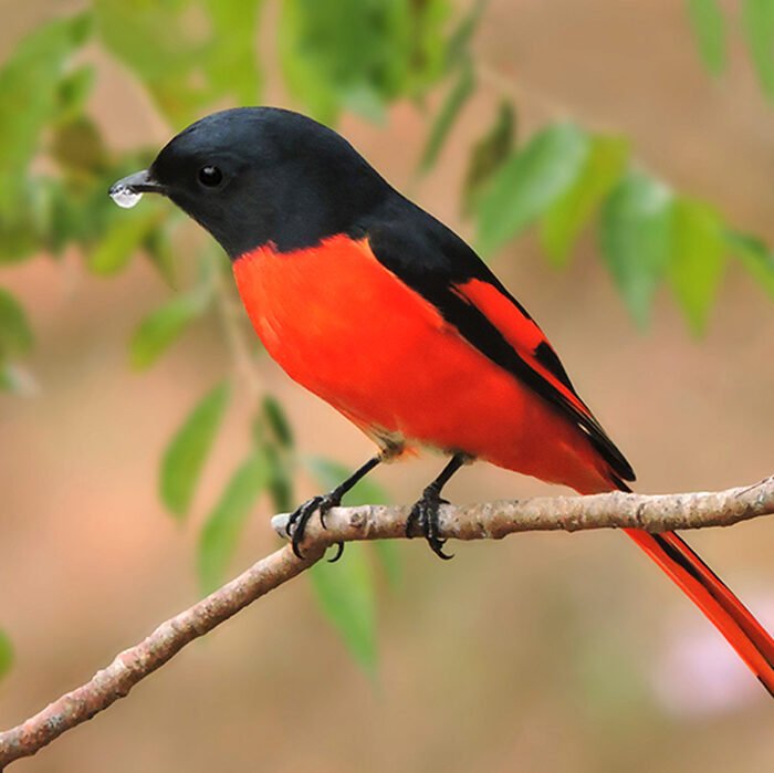 5-Long-tailed-minivet