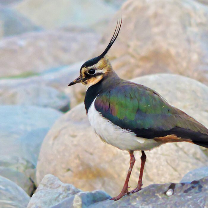6-Northern-lapwing