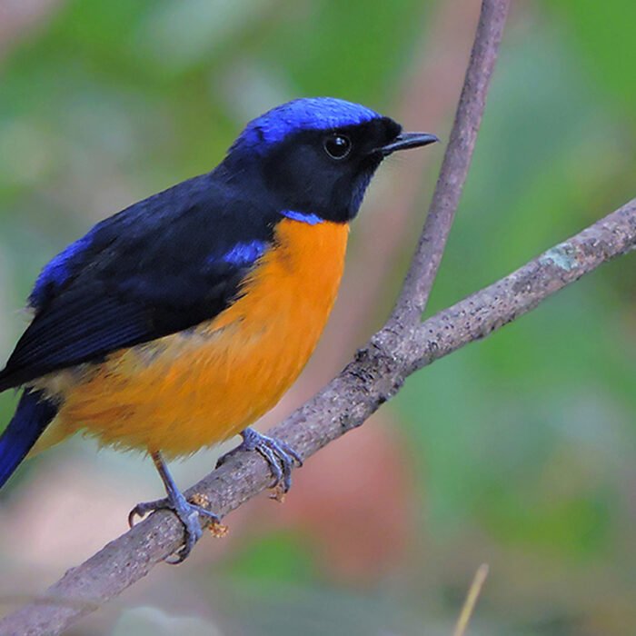 7-Rufous-bellied-niltava