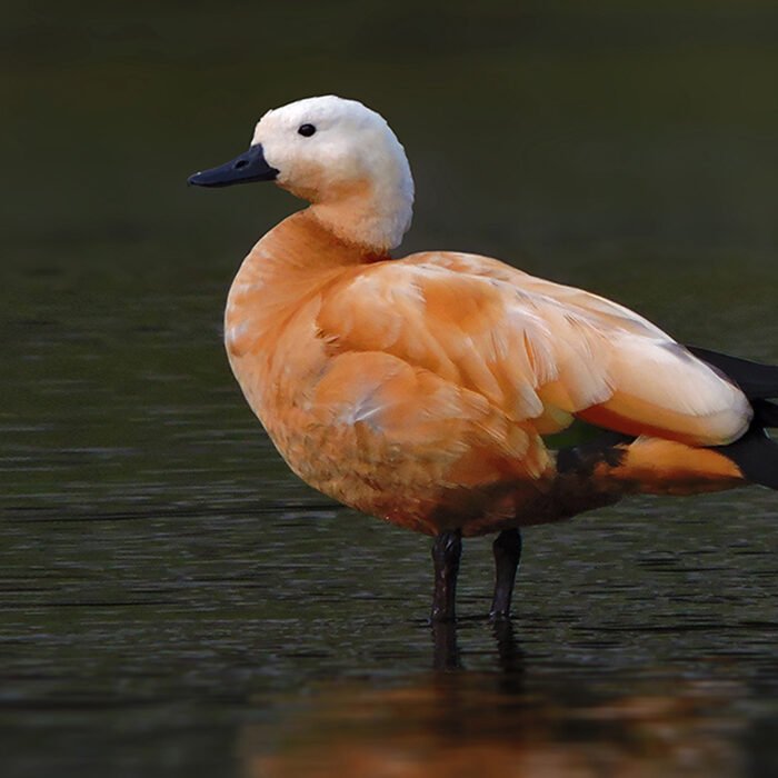 8-Ruddy-shelduck