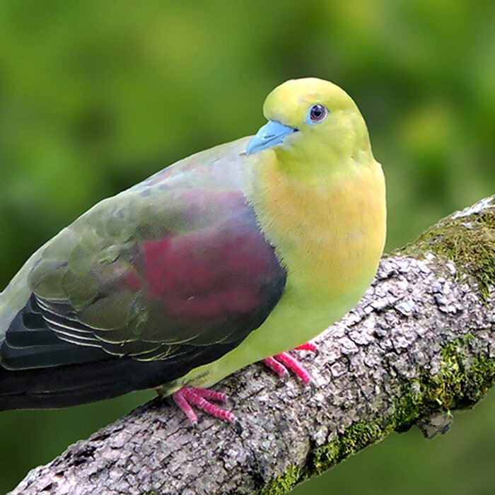9-Wedge-tailed-green-pigeon